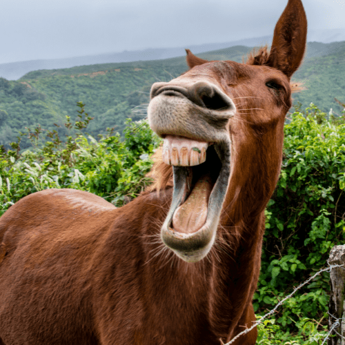  - SongShop Online Song Pitching & Licensing  